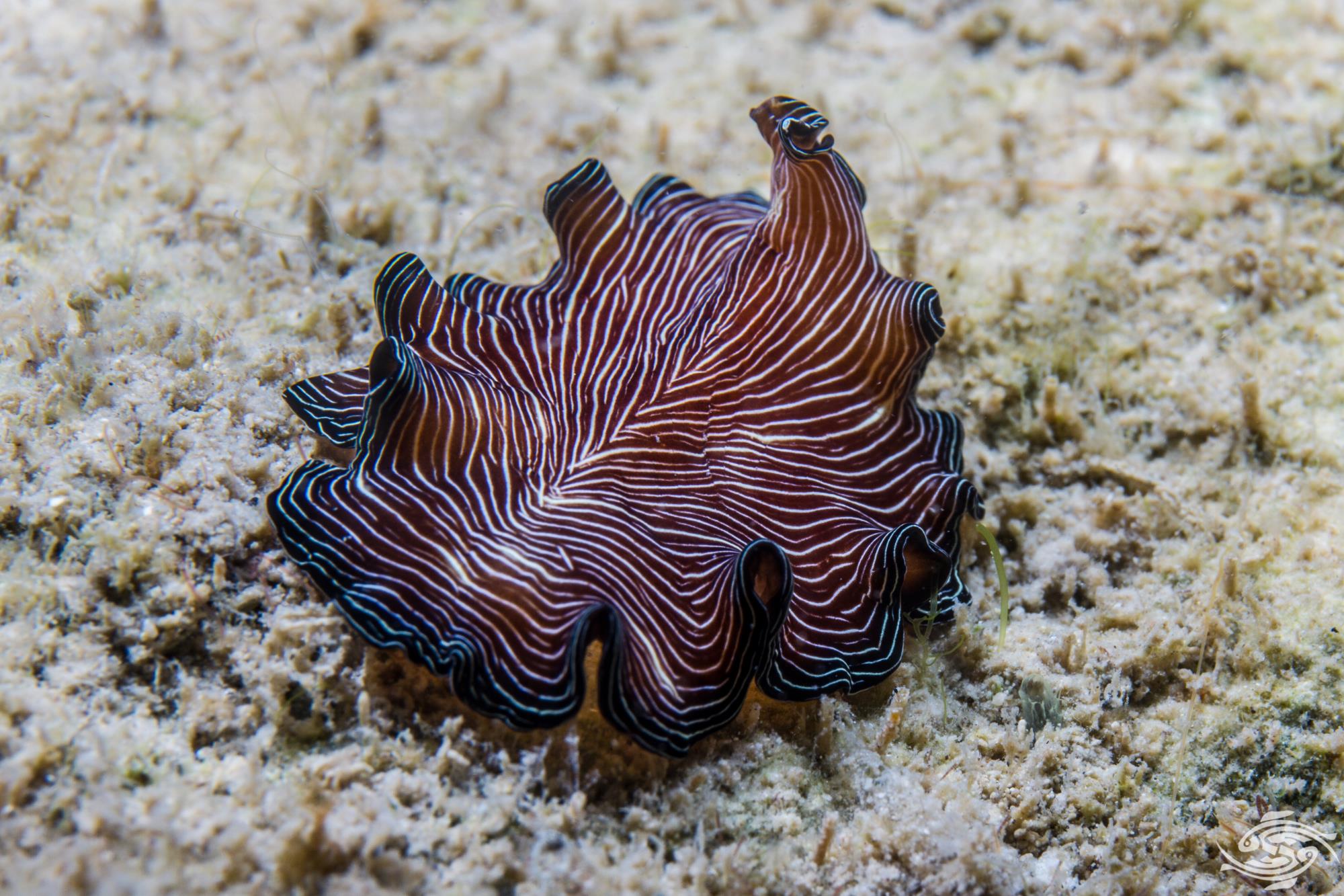 Marine Flatworm