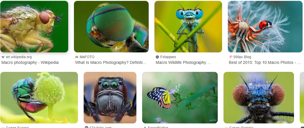 Macro Photography