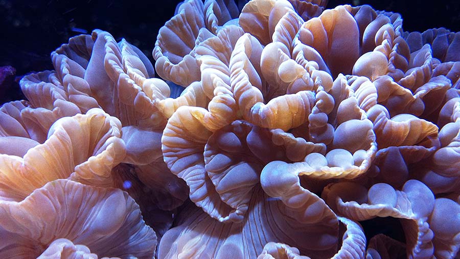 Types of Coral