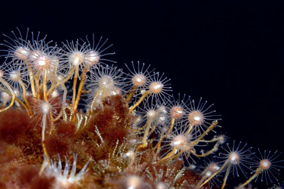 Hydroids