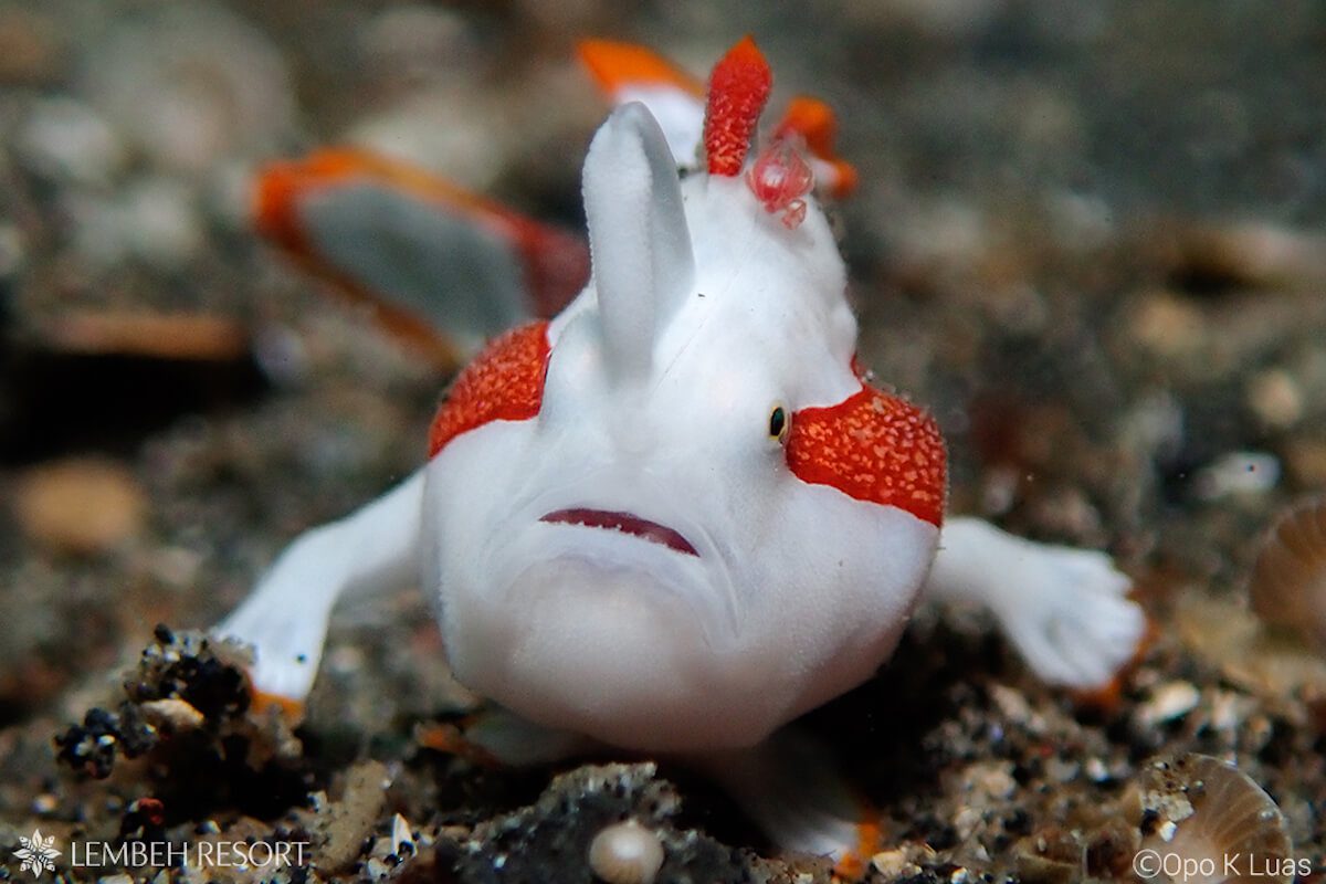Frogfish